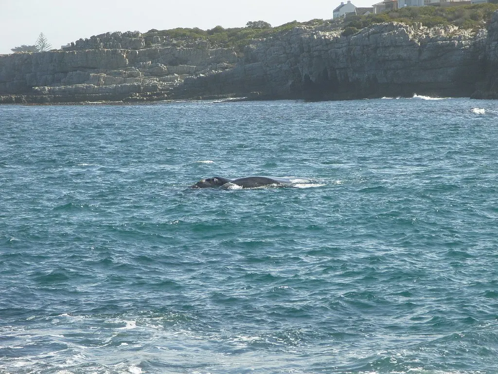 Zuidkaper walvis zwemt vlak bij de rotsachtige kust van Hermanus met huizen op de kliffen