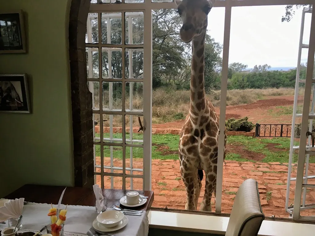 Giraffe kijkt door een open raam de ontbijtzaal van Giraffe Manor binnen, met een gedekte tafel