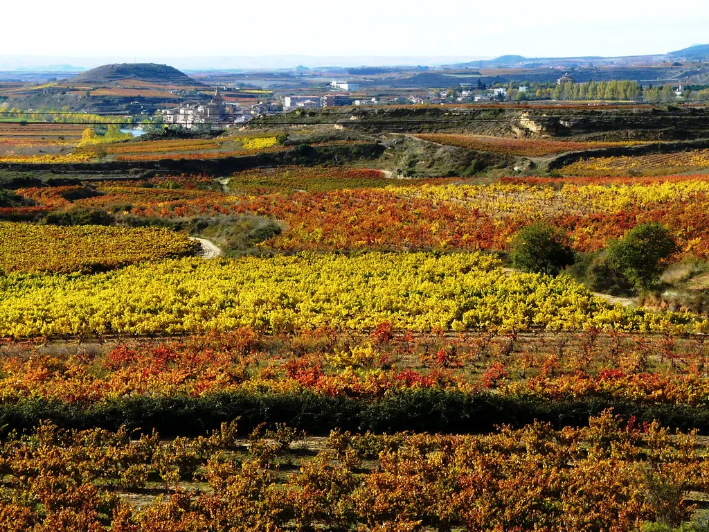 Glooiend landschap met wijngaarden in herfstkleuren geel, oranje en rood, met een dorp op de achtergrond