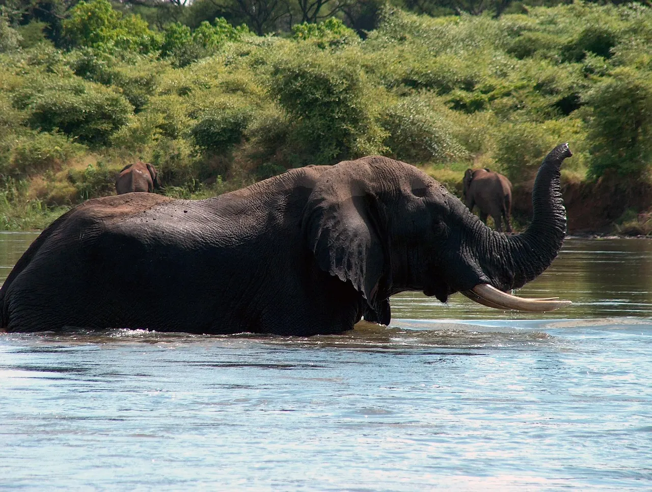 Olifant staat tot zijn buik in de rivier met opgeheven slurf, met meer olifanten op de groene oever
