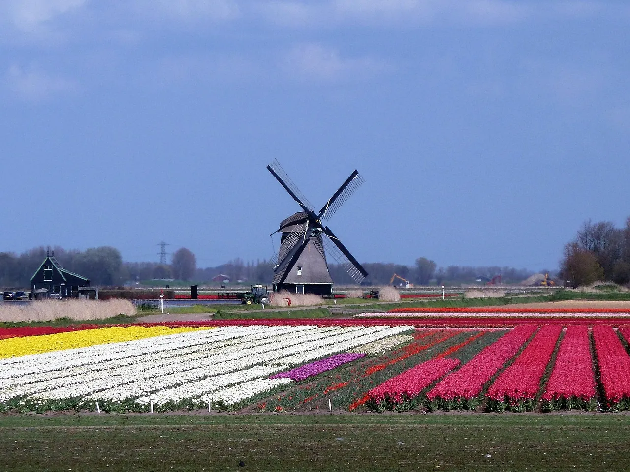 Traditionele Hollandse windmolen achter kleurrijke tulpenvelden in rood, wit, geel en roze