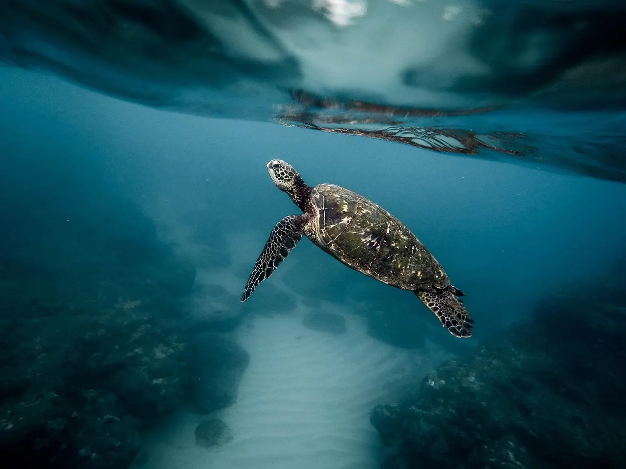 Zeeschildpad zwemt vlak onder het wateroppervlak boven een zandbodem in helderblauw water