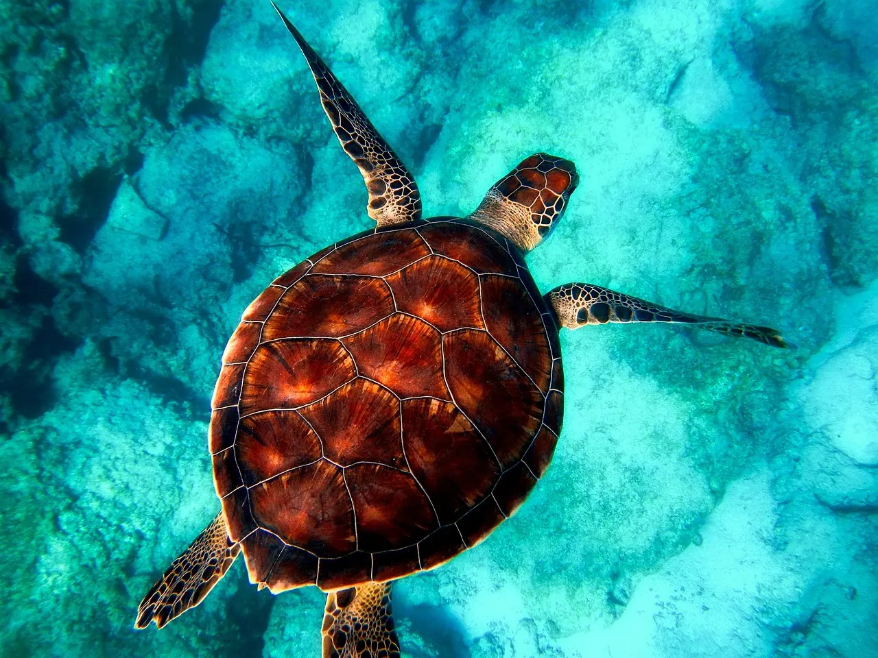 Zeeschildpad zwemt boven de zeebodem in helder turquoise water
