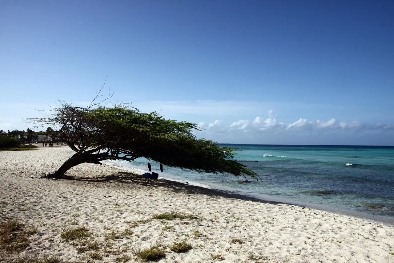 Wit zandstrand met een scheefgegroeide divi-diviboom aan de turquoise zee onder een blauwe lucht op Aruba