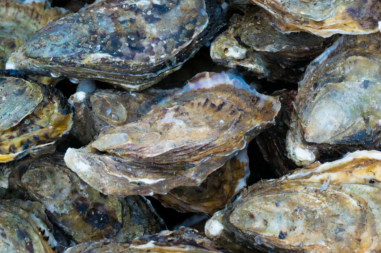 Close-up van verse, ongeopende oesters op een stapel