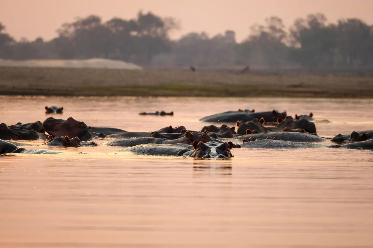 Groep nijlpaarden in een rivier in Zambia bij zonsondergang, met bomen op de achtergrond