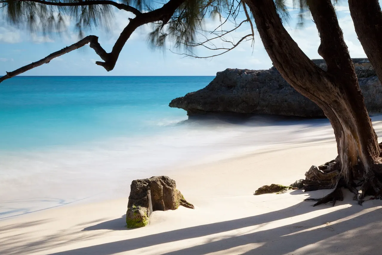 Wit zandstrand met helderblauwe zee, overhangende boom en rotsen aan de kust van Barbados