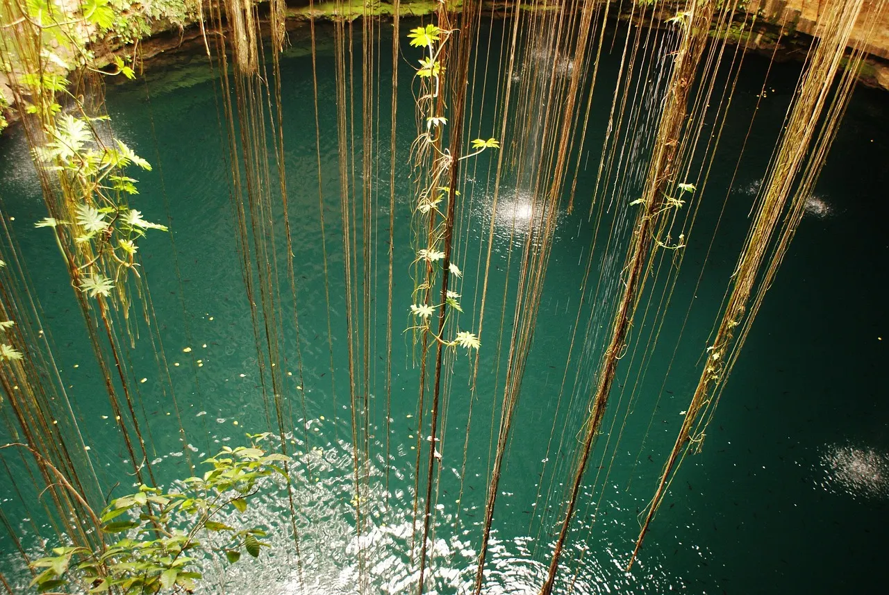 Turquoise water van een open cenote met lange hangende boomwortels en groene planten