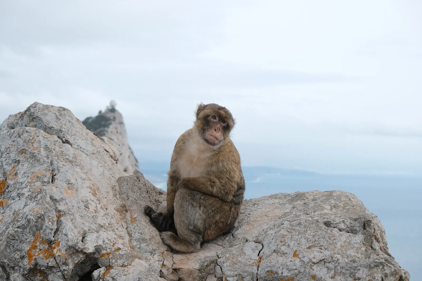 Berberaap zittend op een kalksteenrots van de Rots van Gibraltar met uitzicht op zee