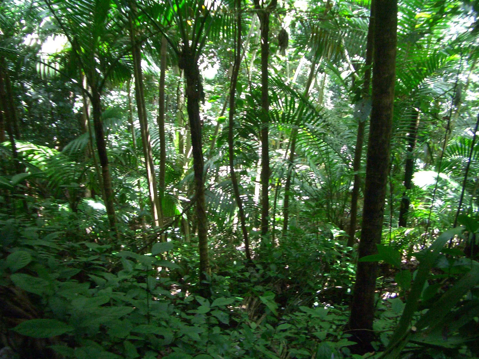 Dicht tropisch regenwoud met slanke palmen, varens en weelderig groen onderbegroeiing in El Yunque