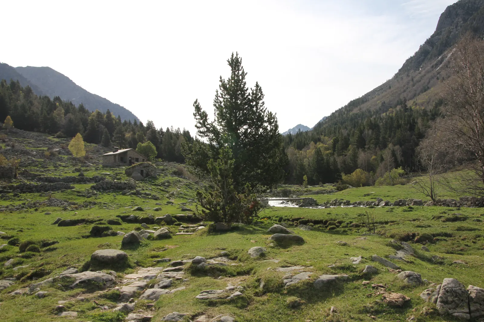 Groene bergweide met rotsen, een den en stenen hutjes in de Madriu-vallei tussen beboste bergen