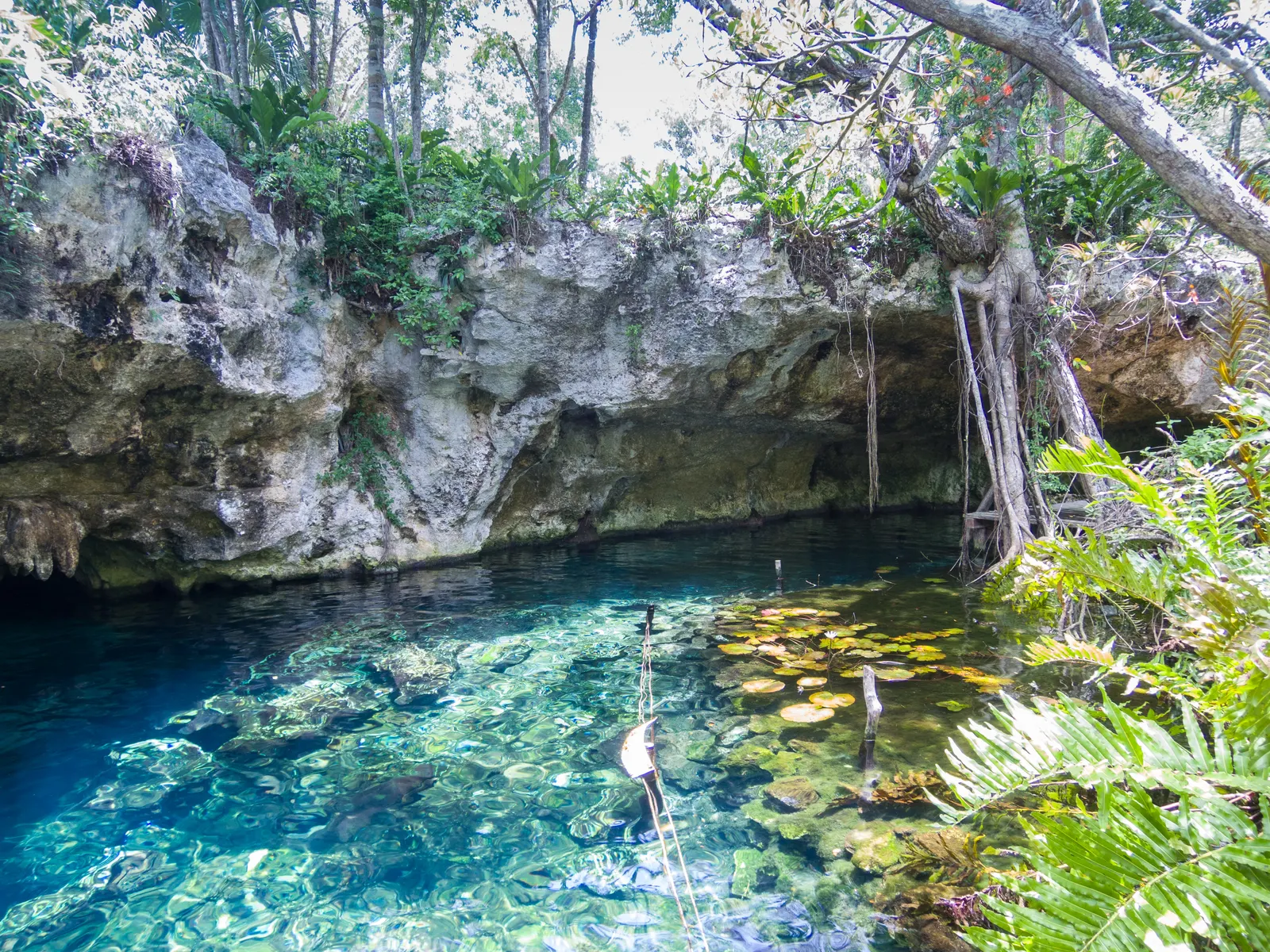 Helderblauw water van Gran Cenote met rotswand, boomwortels, waterlelies en tropisch groen