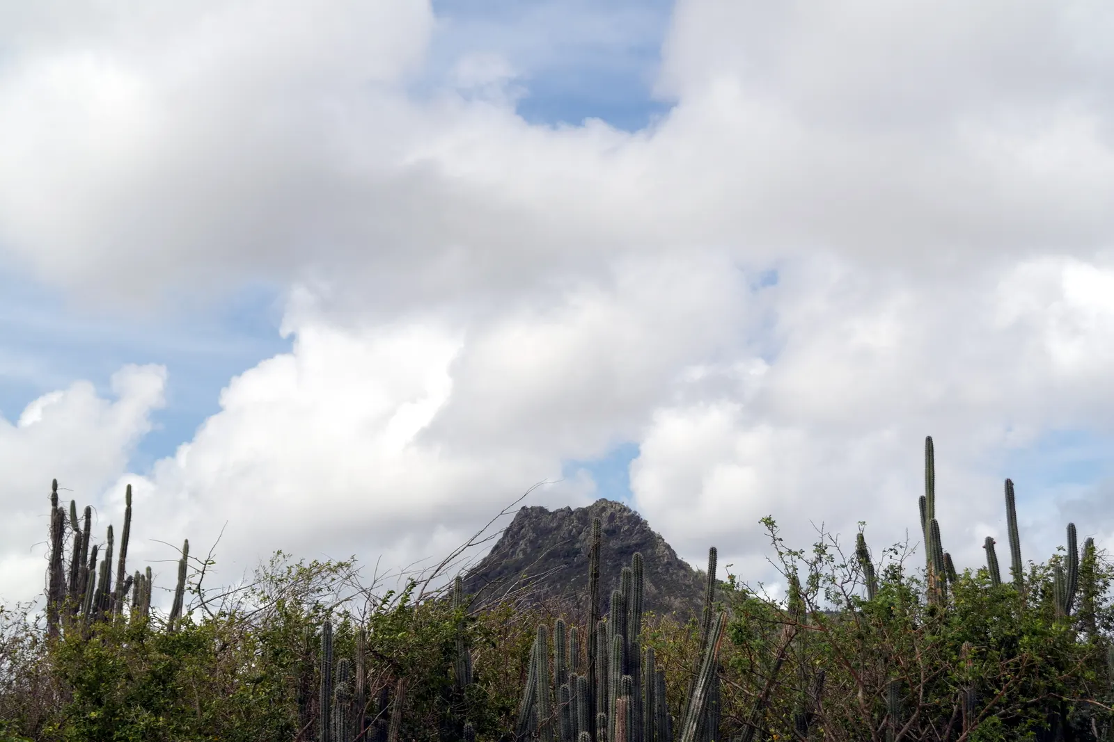 Rotsige top van de Christoffelberg boven zuilcactussen en groen struikgewas onder een bewolkte lucht