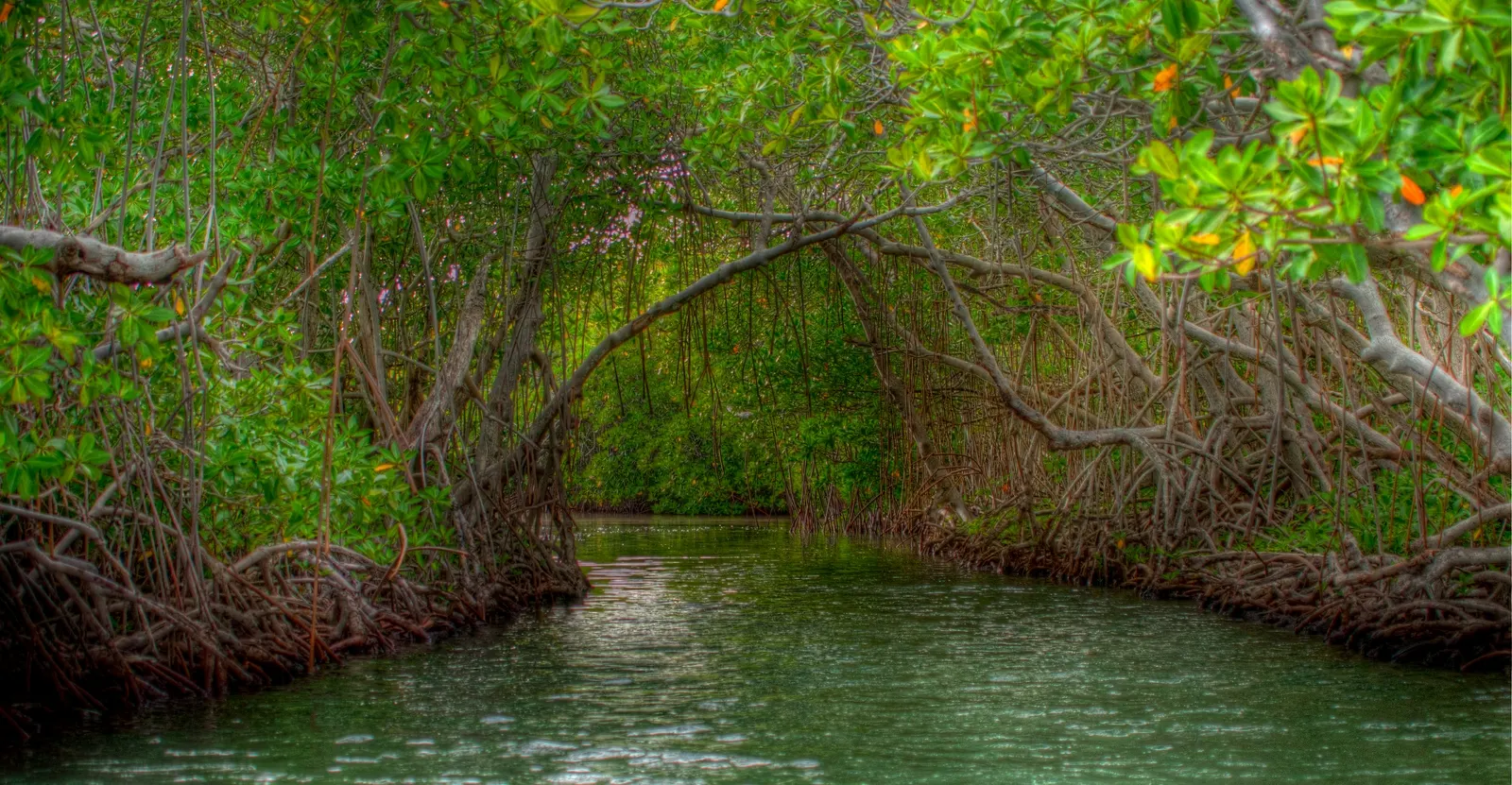 Waterkanaal door een tunnel van mangrovebomen met verstrengelde wortels in La Parguera