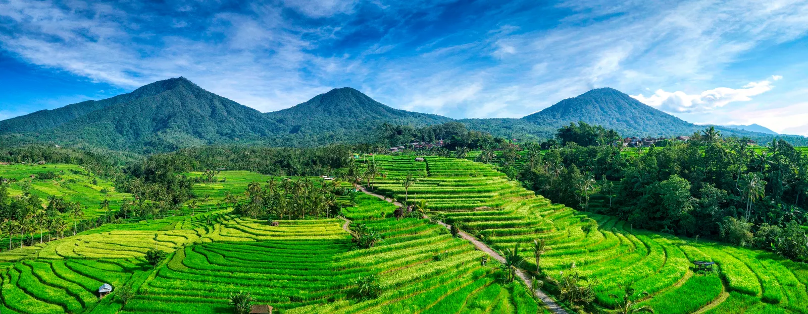 Groene rijstterrassen van Jatiluwih met de vulkanen van Bali onder een blauwe lucht